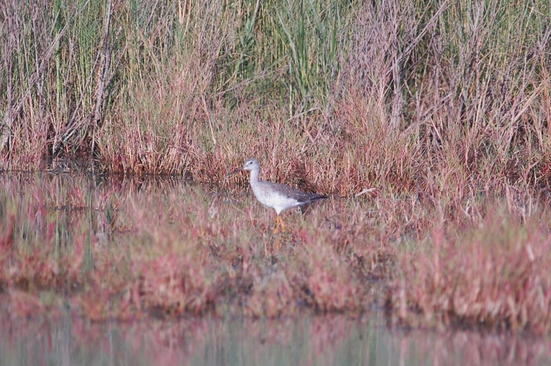926CorpusBirds926 088.JPG