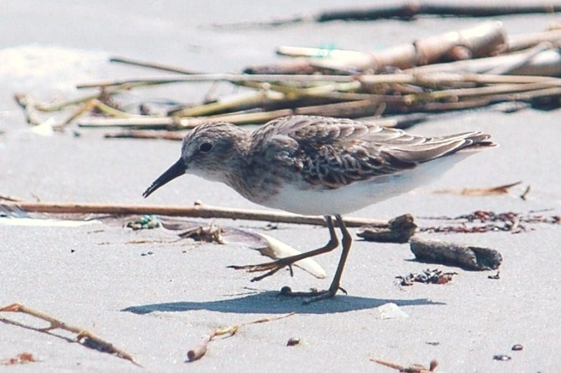 926CorpusBirds926 130.JPG