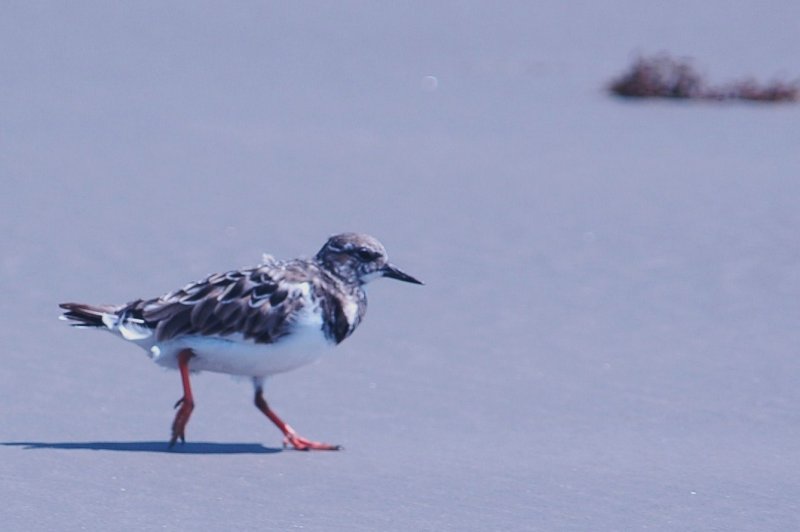 926CorpusBirds926 135.JPG