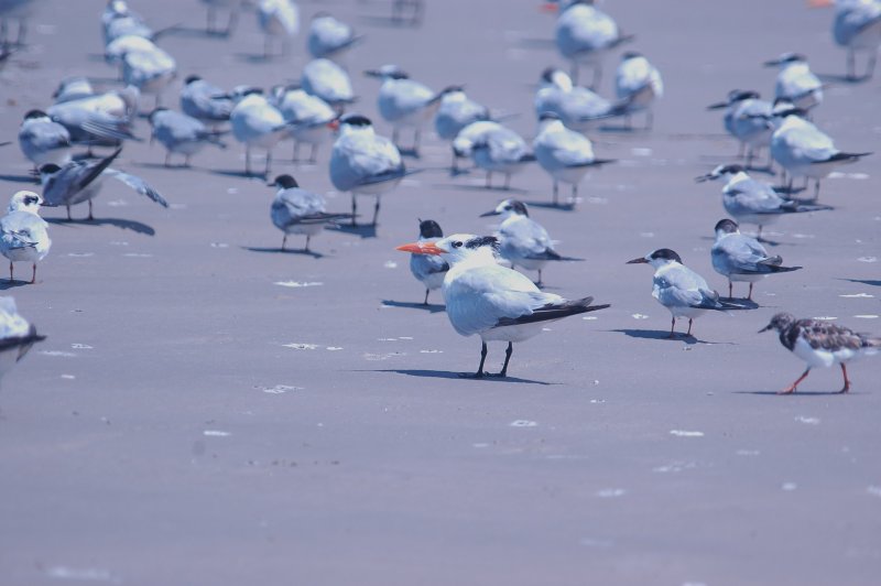 926CorpusBirds926 146.JPG