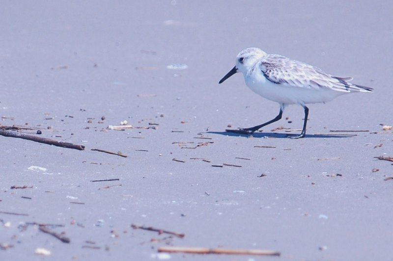 926CorpusBirds926 151.JPG