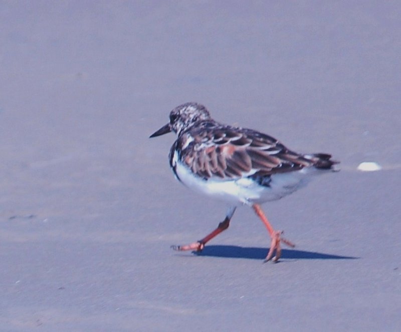 926CorpusBirds926 155.JPG