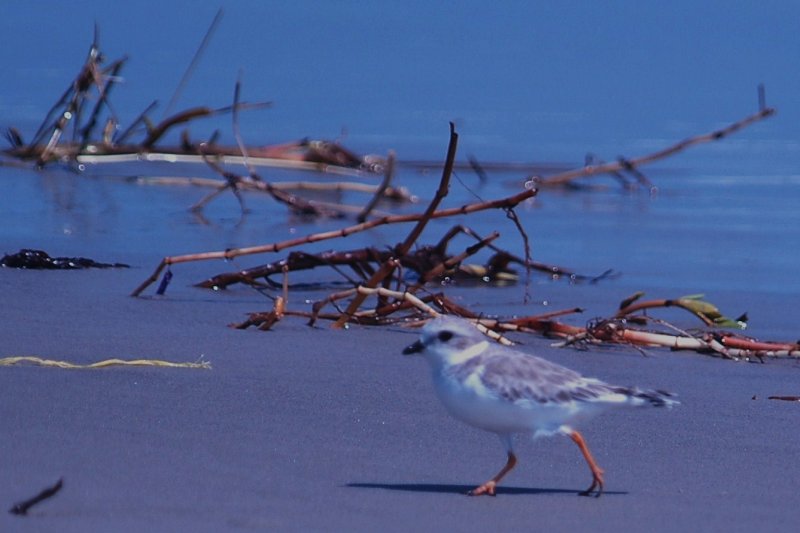 926CorpusBirds926 157.JPG