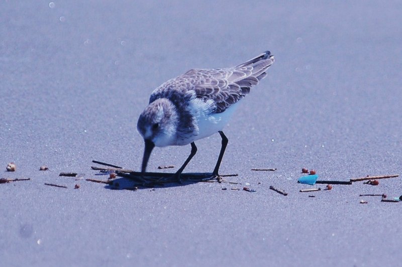 926CorpusBirds926 162.JPG