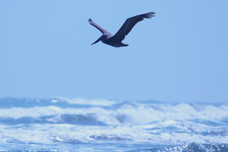 926CorpusBirds926 168.JPG
