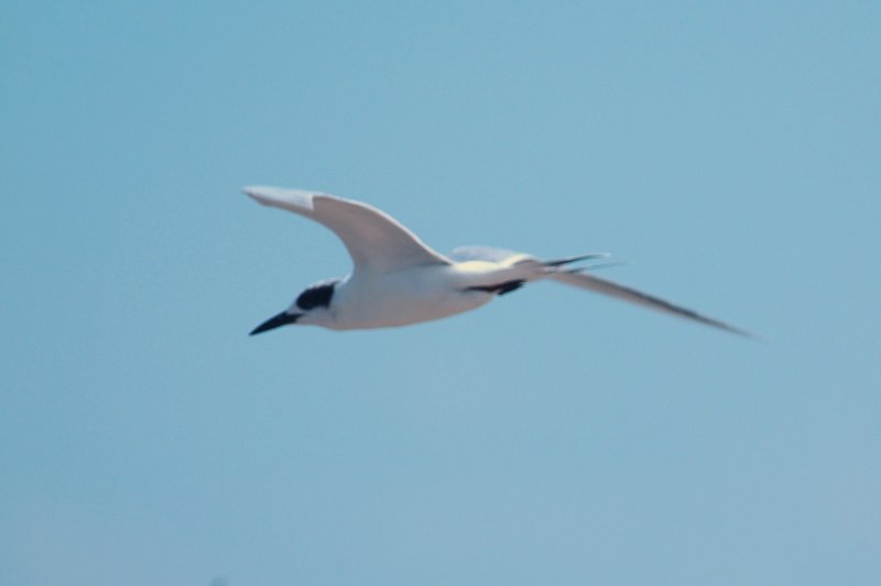 926CorpusBirds926 173.JPG