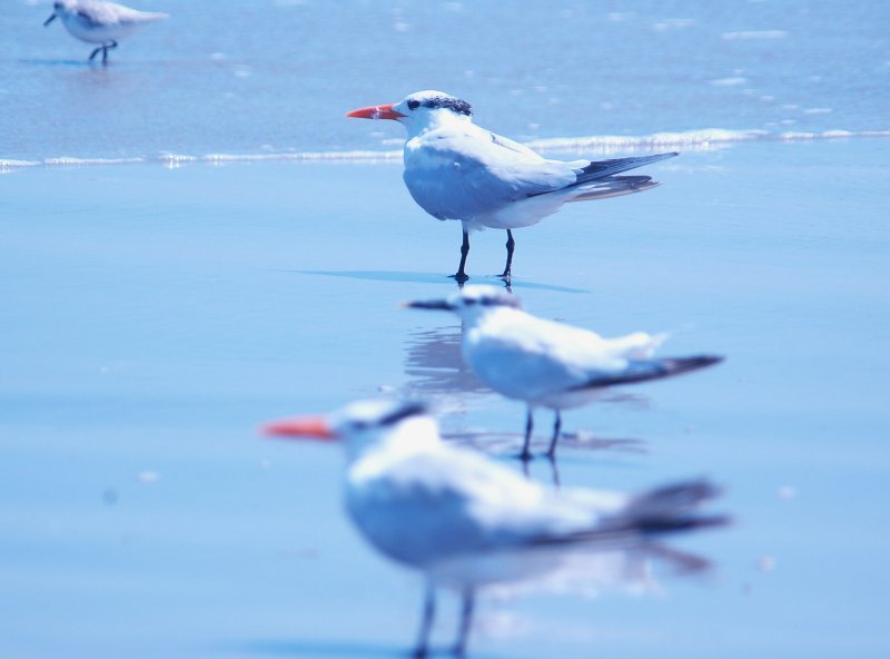 926CorpusBirds926 178.JPG