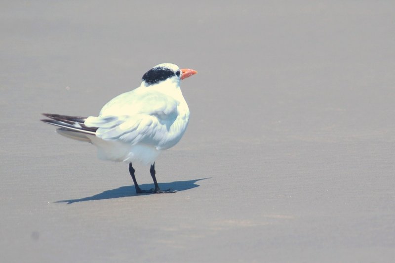 926CorpusBirds926 180.JPG