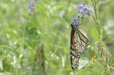 Monarchs