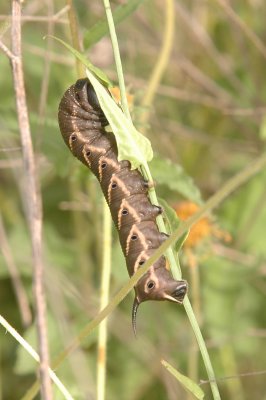 919NatureQuest919 053.JPG