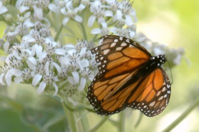 919NatureQuest919 085.JPG