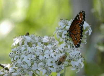 919NatureQuest919 088.JPG
