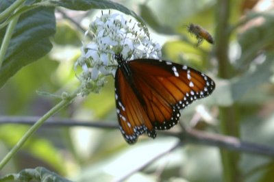 919NatureQuest919 091.JPG