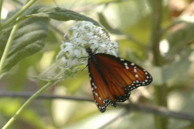 919NatureQuest919 092.JPG