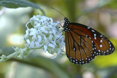 919NatureQuest919 097.JPG