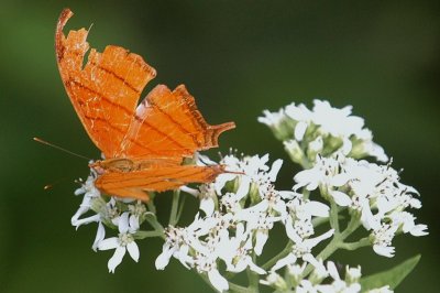 919NatureQuest919 153.JPG