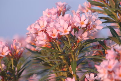 926CorpusBirds926 068.JPG
