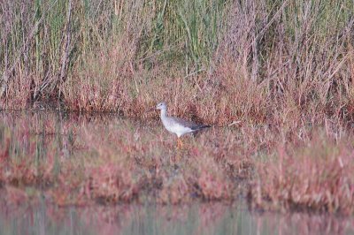 926CorpusBirds926 088.JPG