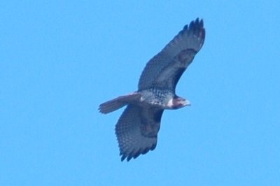 926CorpusBirds926 108.JPG
