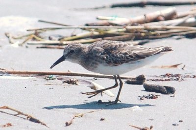 926CorpusBirds926 130.JPG