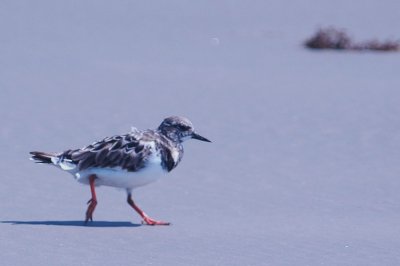 926CorpusBirds926 135.JPG