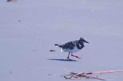 926CorpusBirds926 136.JPG