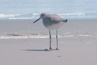 926CorpusBirds926 137.JPG