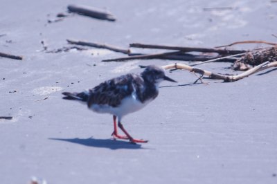 926CorpusBirds926 138.JPG