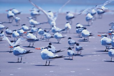 926CorpusBirds926 145.JPG