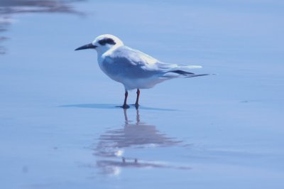 926CorpusBirds926 147.JPG