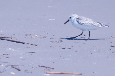 926CorpusBirds926 151.JPG
