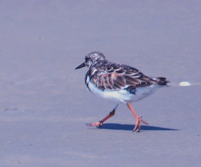 926CorpusBirds926 155.JPG