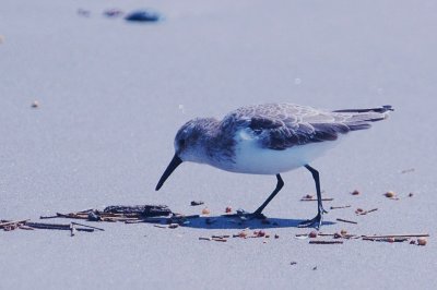 926CorpusBirds926 161.JPG