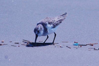 926CorpusBirds926 162.JPG