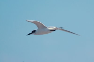 926CorpusBirds926 173.JPG
