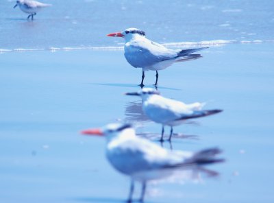 926CorpusBirds926 178.JPG