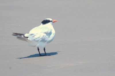 926CorpusBirds926 180.JPG
