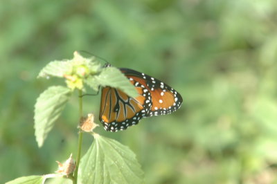 928butterflies928 001.JPG