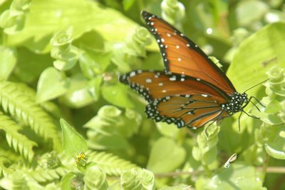 928butterflies928 002.JPG