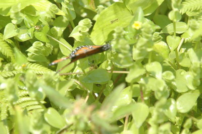 928butterflies928 003.JPG