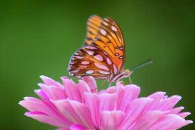 928butterflies928 020.JPG