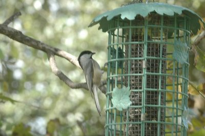 Titmice and Chickadees