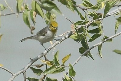 1109SAAud1109 116.JPG