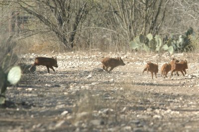 1229bbnature 128.JPG