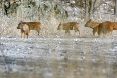 1229bbnature 130.JPG