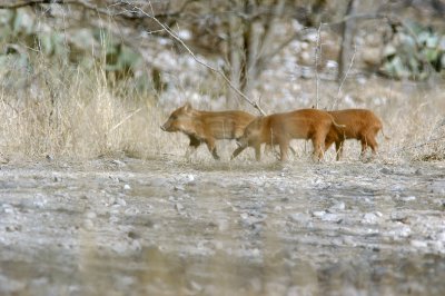 1229bbnature 131.JPG