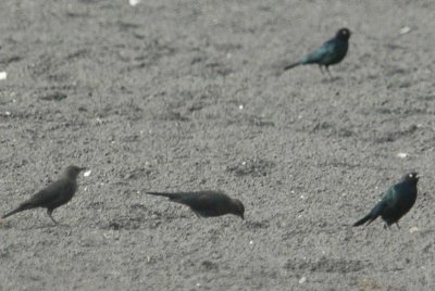 14birds14 001.JPG