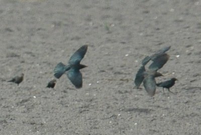 14birds14 002.JPG