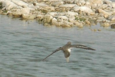 14birds14 003.JPG