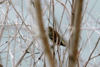 14birds14 019.JPG